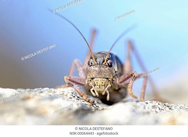Western Alpine Bush-cricket (Anonconotus occidentalis) female looking at camera, Italy, Piedmont, Orsiera Rocciavre Natural Park