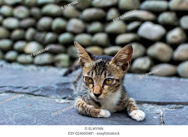 Young tabby cat lying on the floor and watching something in the cat village of Houtong, Taiwan