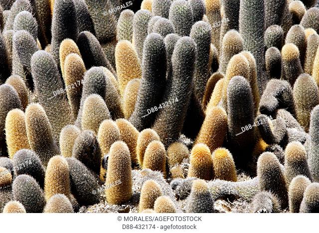 Lava Cactus (Brachycereus nesioticus). Punta Espinoza, Fernandina island. Galapagos Islands, Ecuador