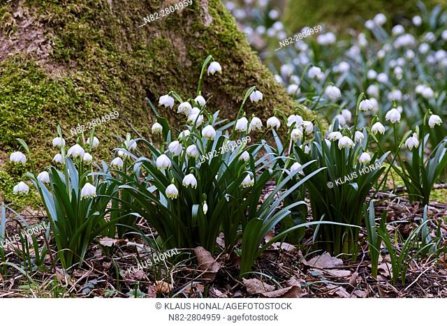 Spring snowflakes (Leucojum vernum) blooming in deciduous forest on damp and wet, nutrient-rich and moderately acid loamy and clay soils - Bavaria/Germany