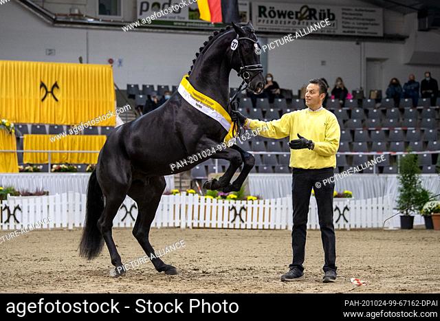 24 October 2020, Lower Saxony, Verden: A premium stallion (by Bon Coeur - Fürst Nymphenburg) will be presented at the stallion licensing