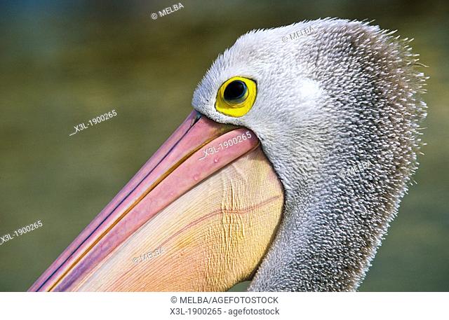 Australian Pelican, Pelecanus conspicillatus, close-up of head. Tin Can Bay. Queesland. Australia