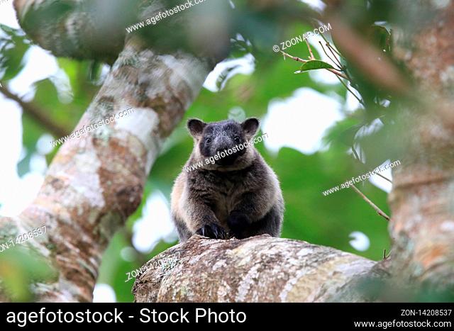 Lumholtz's tree-kangaroo (Dendrolagus lumholtzi) cub in a tree Queensland, Australia