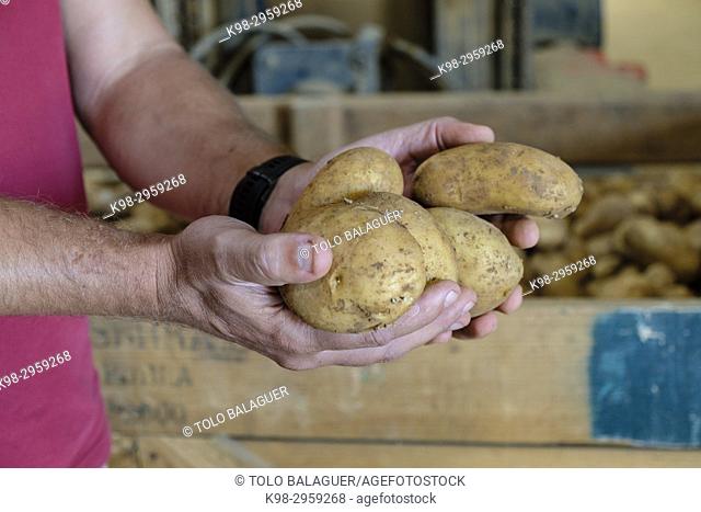 Potato production, Viuda de Antonio Serra, sa Pobla, Mallorca, Balearic islands, Spain