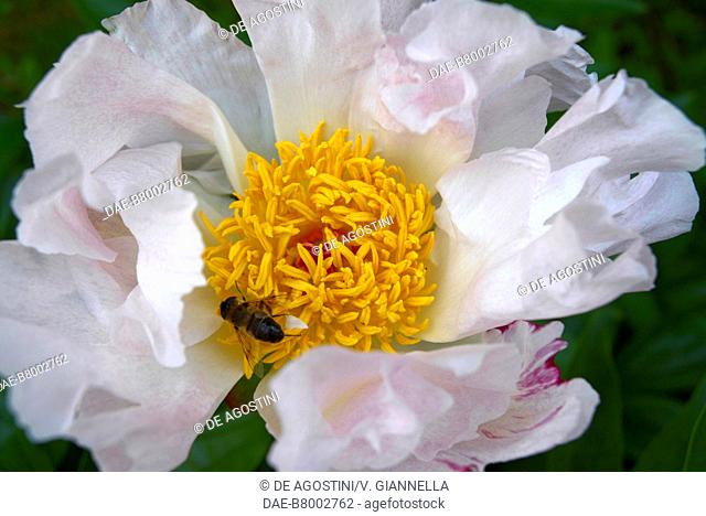 Stamens and stigmas of Peony (Paeonia sp), Paeoniaceae, Fondazione Minoprio Park, Vertemate con Minoprio, Lombardy, Italy