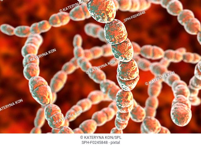 Computer illustration of Streptococcus thermophilus, Gram-positive, coccoid prokaryote (bacterium). Streptococcus thermophilus (also known as: Streptococcus...
