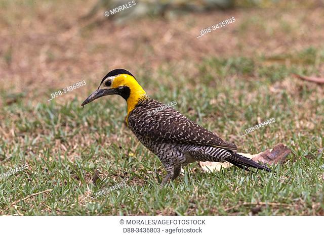 Brazil, Mato Grosso, Pantanal area, Campo flicker (Colaptes campestris), foraging on the ground