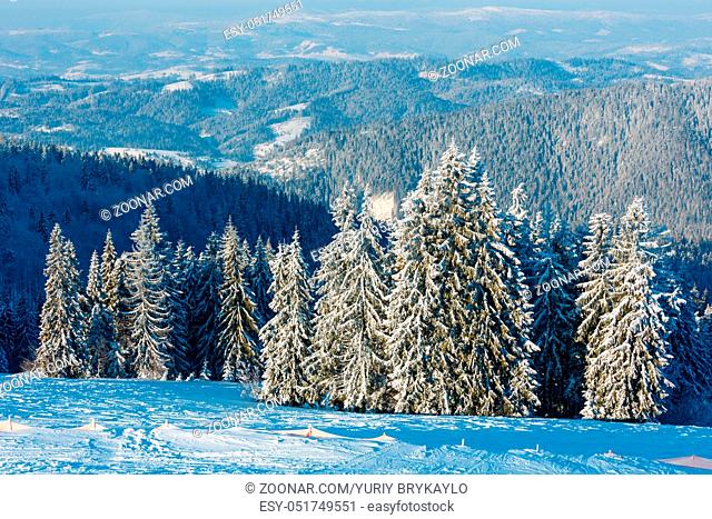 Morning winter calm mountain landscape with beautiful frosting fir trees and ski track through snowdrifts on mountain slope (Carpathian Mountains, Ukraine)