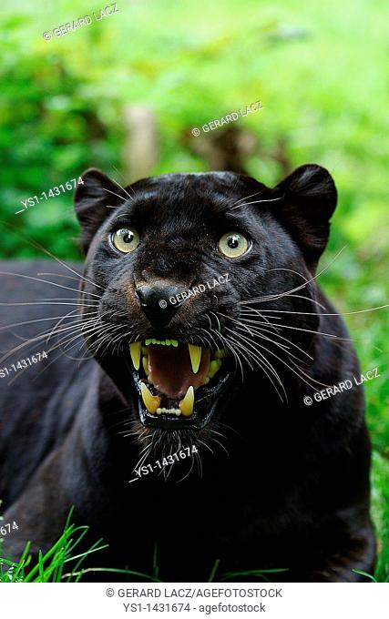 BLACK PANTHER panthera pardus, ADULT SNARLING, DEFENSIVE POSTURE