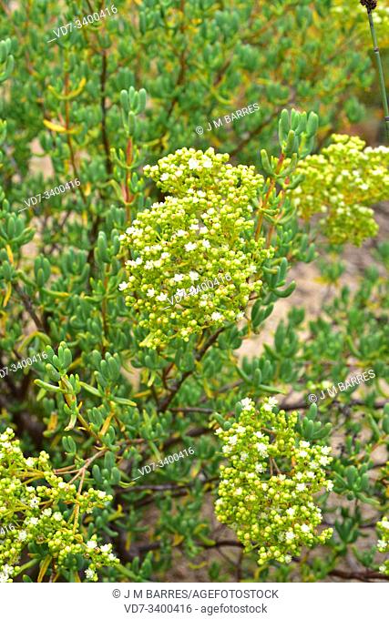 Tree mesemb (Stoeberia arborea) is a succulent shrub native to southern Africa. Flowers and leaves detail