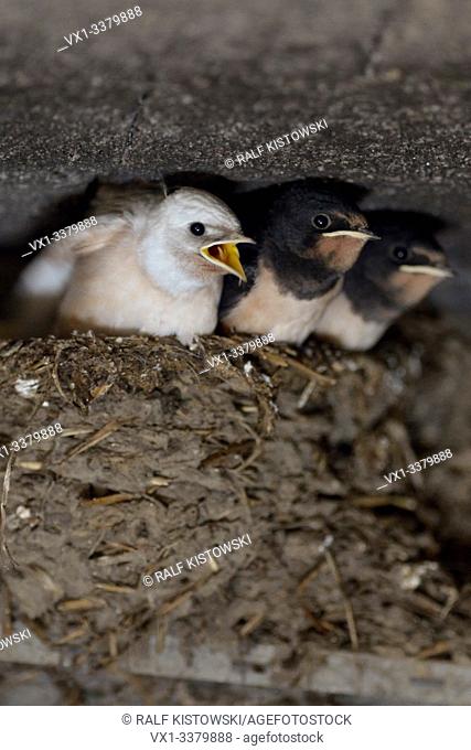 Barn Swallow / Rauchschwalbe ( Hirundo rustica ), begging chicks in nest, almost fledged, one with white plumage (gene defect), leucistic, leucism, Europe