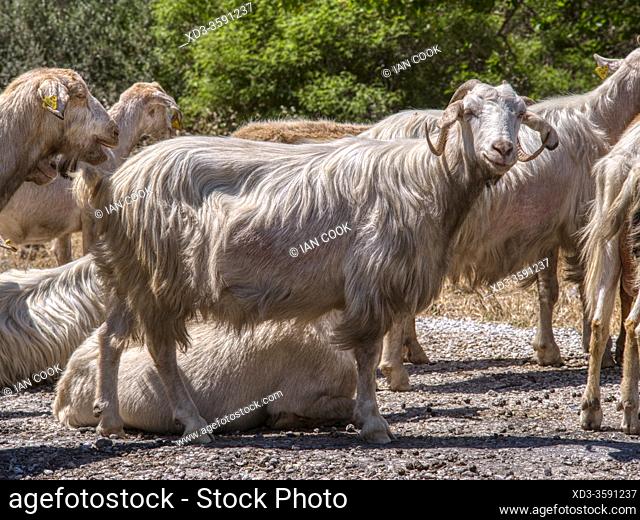 goats resting beside the Gulpinar - Babakale Road, Biga Peninsula, Turkey