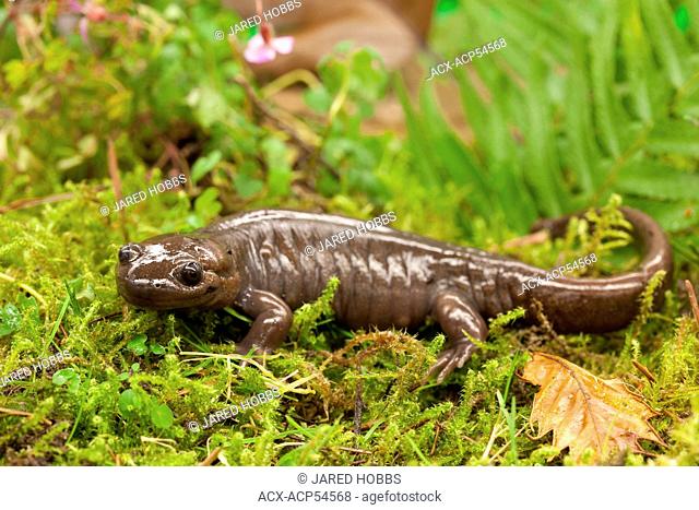 Northwestern Salamander, Ambystoma gracile, Vancouver, BC, Canada