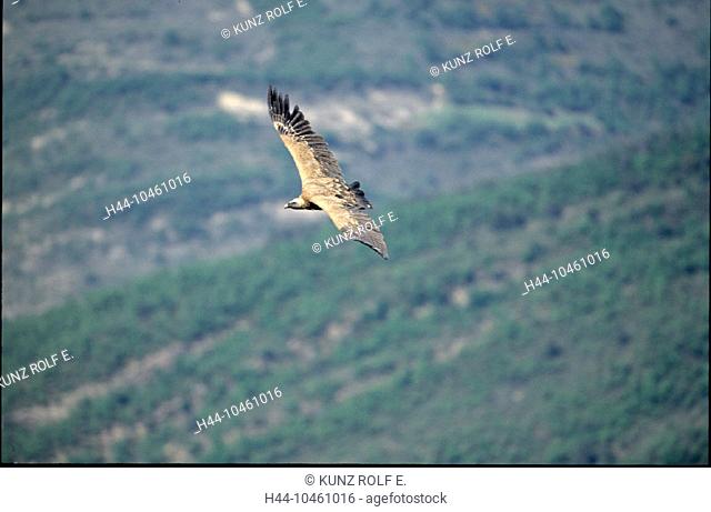 10461016, flying, griffon vulture, vulture, Gyps fulvus, Pyrenees, Spain, Europe, bird, animal, beast