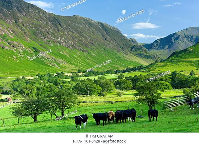Cattle in pastureland by Maiden Moor in Derwent Fells, Cumbrian mountains near Derwentwater in Lake District National Park, UK
