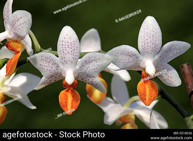 Moth orchid (Phalaenopsis) Mini Mark