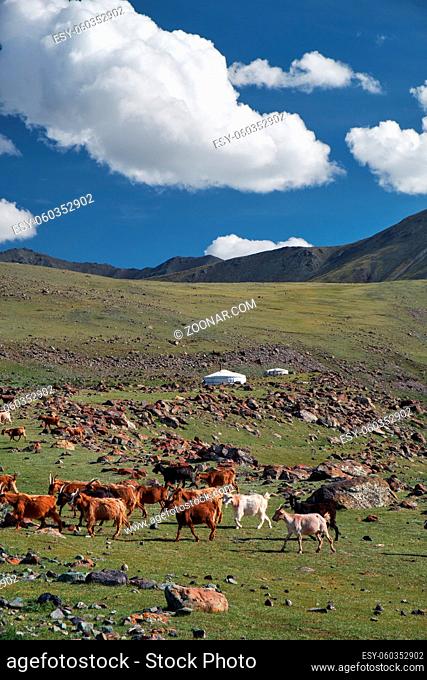Mongolian landscape with mountain steppe under running cumulus clouds on blue sky, yurts and goats herd. Natural mountain boundary Tsagduult, western Mongolia