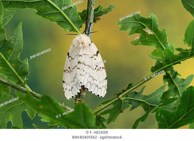 Gipsy moth (Lymantria dispar), female on an oak, Germany