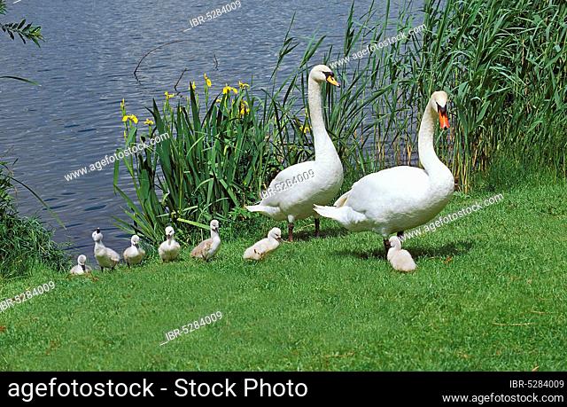 Mute swan (cygnus olor), PAIR WITH COILS rising from the water, France, Europe