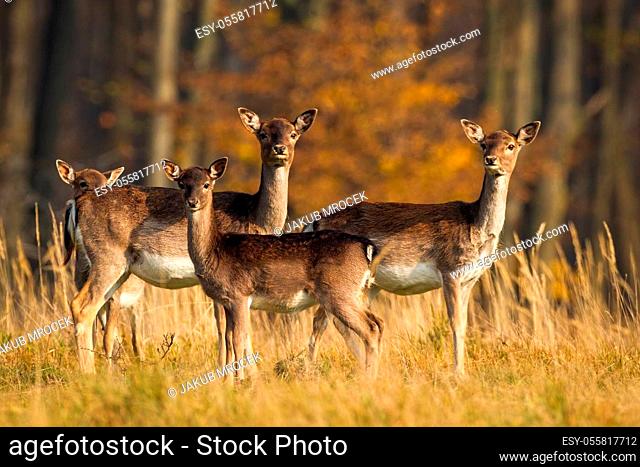 Herd of fallow deer, dama dama, standing on meadow in autumn nature. Group of does looking on meadow in fall sunlit by evening sun