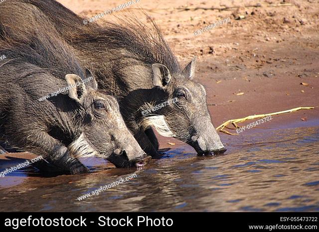 Warthog, Phacochoerus africanus, Chobe River, Chobe National Park, Botswana, Africa