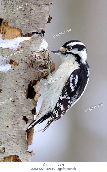 Adult female Downy Woodpecker (Picoides pubescens) foraging on a decaying tree. Tompkins County, New York. February
