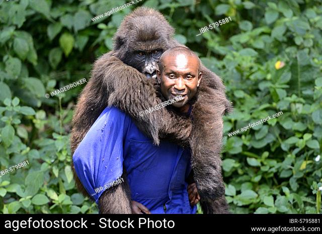 Andre Bauma, animal keeper who plays with young orphan, Mountain gorilla (Gorilla beringei beringei), young female, Senkwekwe Orphanage Centre, Rumangabo