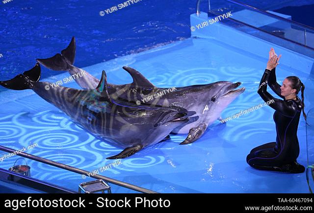 RUSSIA, VLADIVOSTOK - JULY 15, 2023: Indo-Pacific bottlenose dolphins and a coach perform during a marine mammal show as part of the Ocean of Hope charity event...