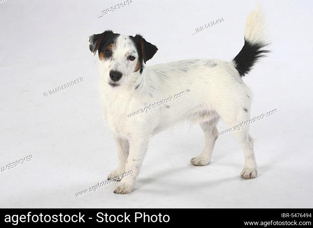 Jack Russell Terrier, tricolour, side