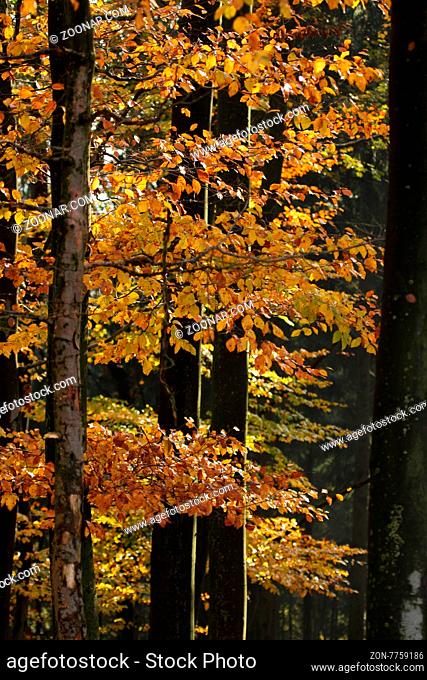 Buchenwald, Bäume, Herbst, Herbstlaub