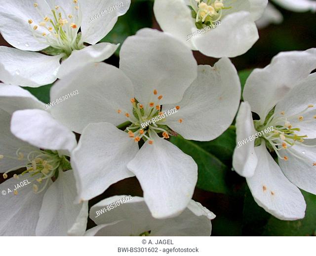 Shrub apple, Nippon Crabapple (Malus brevipes), flowers