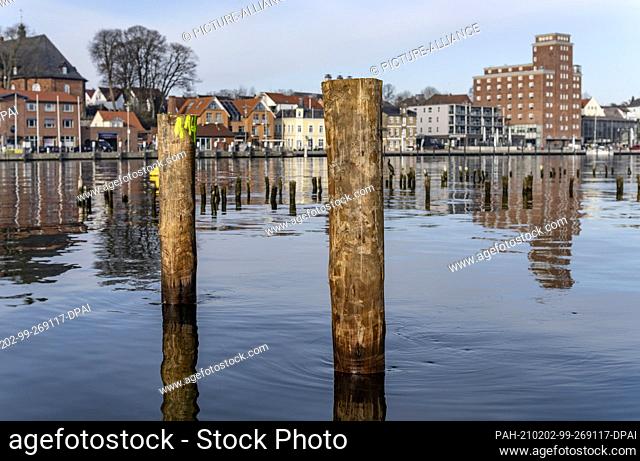 02 February 2021, Schleswig-Holstein, Kappeln: Renewed piles of the Kappeln herring fence protrude from the water of the Schlei