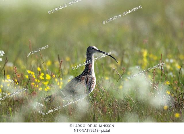 Curlew, Oland, Sweden