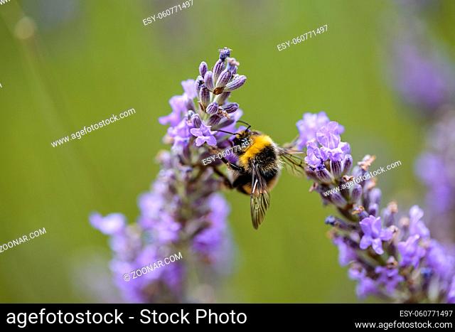 Close Up of Bumblebee on Beautiful Lavender blooming in early summer on a sunny day with soft background bokeh