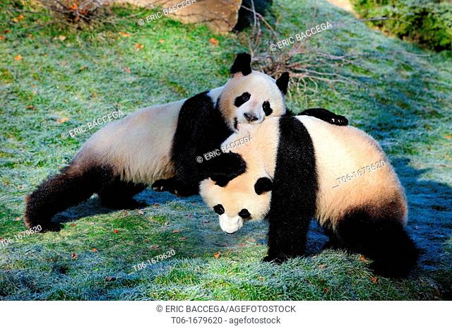 Giant panda pair play fighting Ailuropoda melanoleuca captive  ZooParc Beauval France