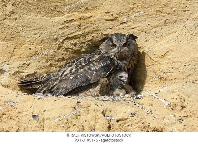 Eurasian Eagle Owl (Bubo bubo), breeding site, adult gathering its chicks, in a sand pit, wildlife, Europe