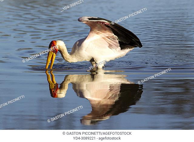 Yellow-billed Stork (Mycteria ibis) - Hunting in a pool. Okavango Delta, Moremi Game Reserve, Botswana