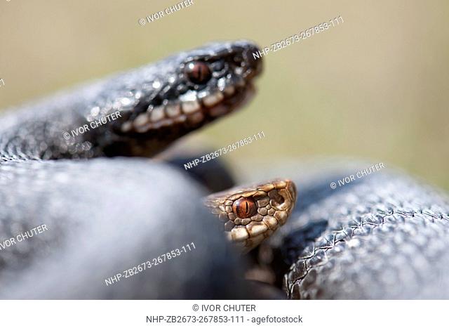 Spring basking female Adders, Vipera berus; Melanistic mother and typical form offspring from 2004 aged nine in photograph