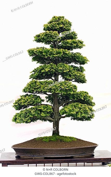 BONSAI TREE HINOKI CYPRESS CHAMARCYPARIS OBTUSA 'NANA GRACILIS' FORMAL UPRIGHT STYLE