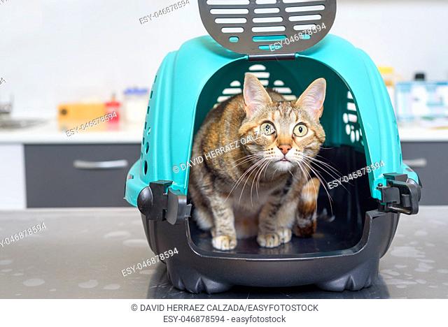 Cat in kennel at veterinary clinic at animal hospital
