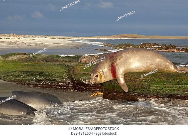 Falkland Islands , Sea LIon island , Southern Elephant Seal Mirounga leonina