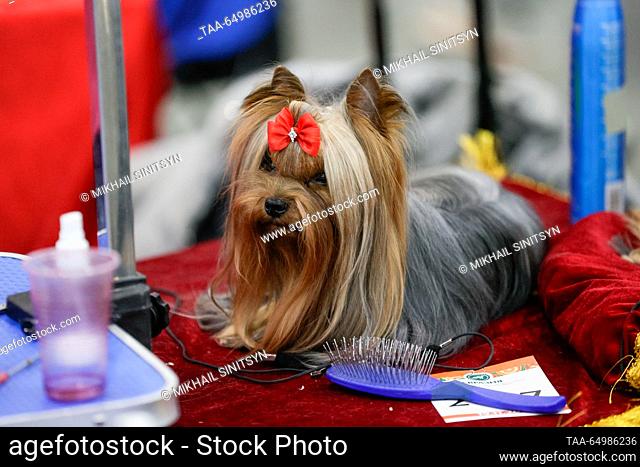 RUSSIA, MOSCOW REGION - NOVEMBER 19, 2023: A Yorkshire Terrier dog at the Eurasia Dog Show 2023 at the Crocus Expo International Exhibition Centre in...