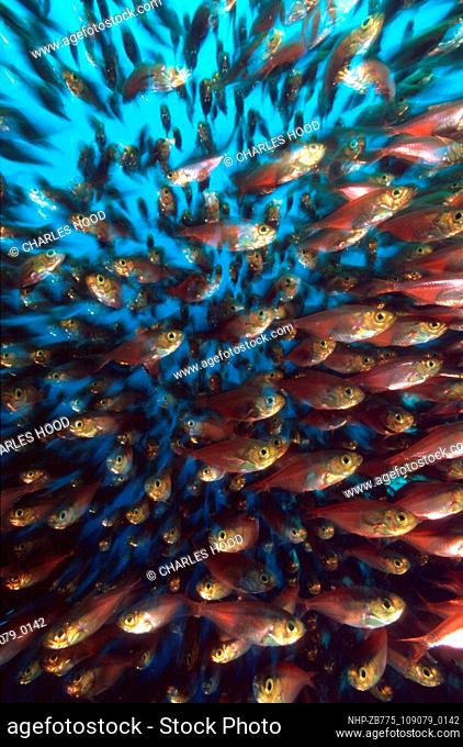 Glassfish  Date: 26/04/2001 Ref: ZB775-109079-0142  COMPULSORY CREDIT: Oceans Image/Photoshot