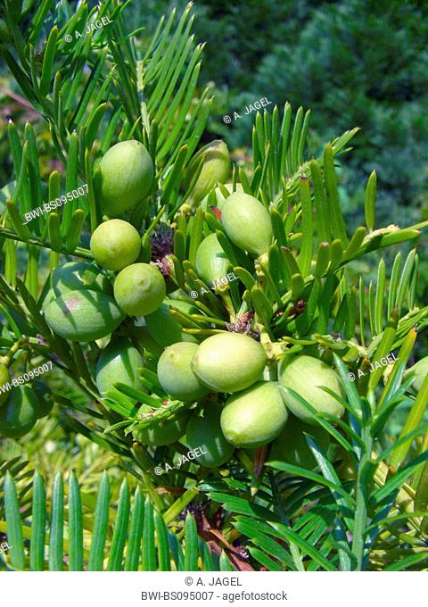 Japanese Plum Yew, Chinese Plum Yew (Cephalotaxus harringtonia var. drupacea), with cones
