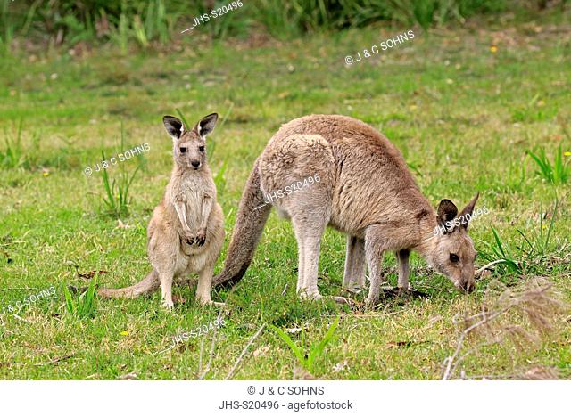 Eastern Grey Kangaroo, (Macropus giganteus), adult female with subadult, Merry Beach, Murramarang Nationalpark, New South Wales, Australia