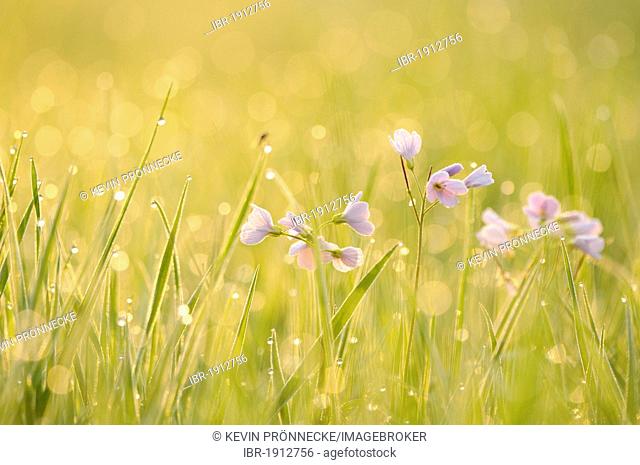 Cuckoo Flower or Lady's Smock (Cardamine pratensis) in morning light