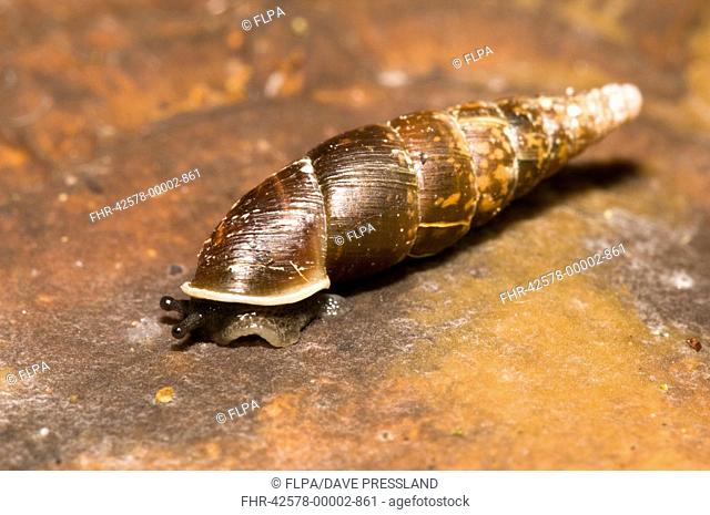 Plaited Door Snail Cochlodina laminata adult, on bracket fungus, Brede High Woods, West Sussex, England, september