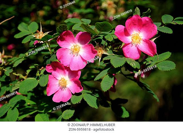 Rosa pendulina, Alpenrose, Alpine rose