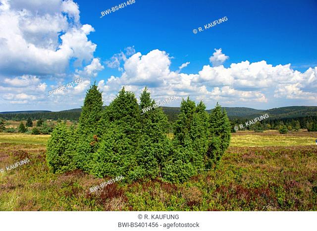 Common juniper, Ground juniper (Juniperus communis), heathland in Niedersfeld , Germany, North Rhine-Westphalia, Sauerland