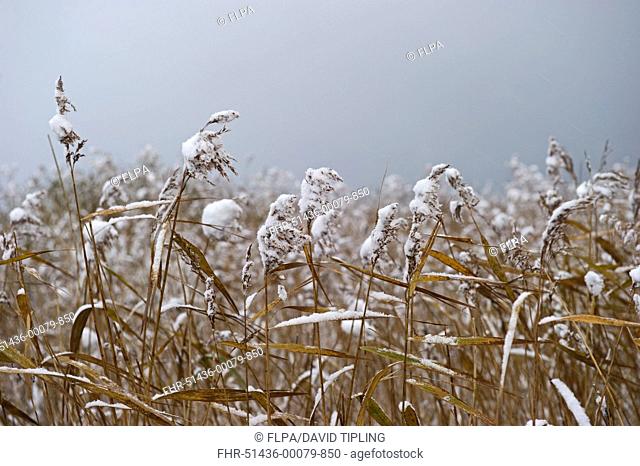 Common Reed Phragmites australis snow covered reedbed, Strumpshaw Fen RSPB Reserve, River Yare, The Broads, Norfolk, England, december